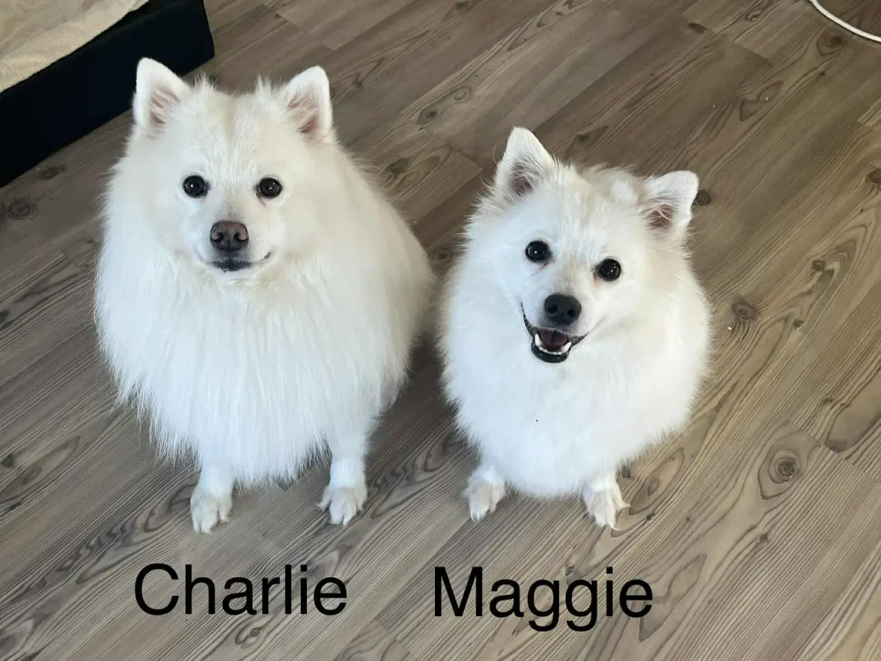 Billede 7 - Skønne & Søde Familie Bamser