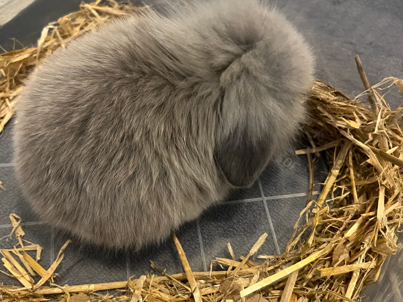 Billede 4 - Sød lille kninunge søger nyt kærligt hjem