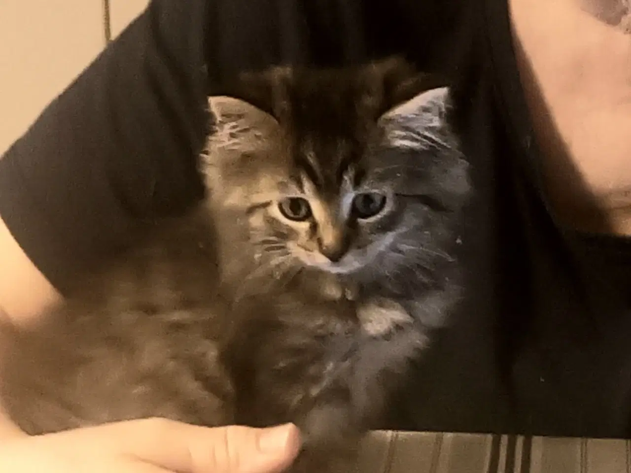 Billede 1 - Halv Norsk skovkat