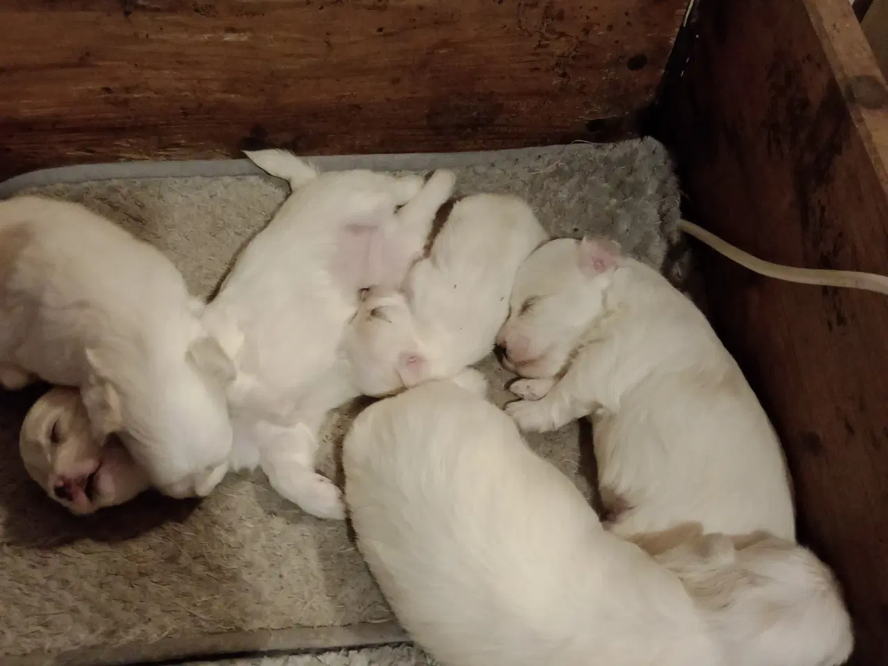 Billede 2 - Maltipoo - malteser hvalpe