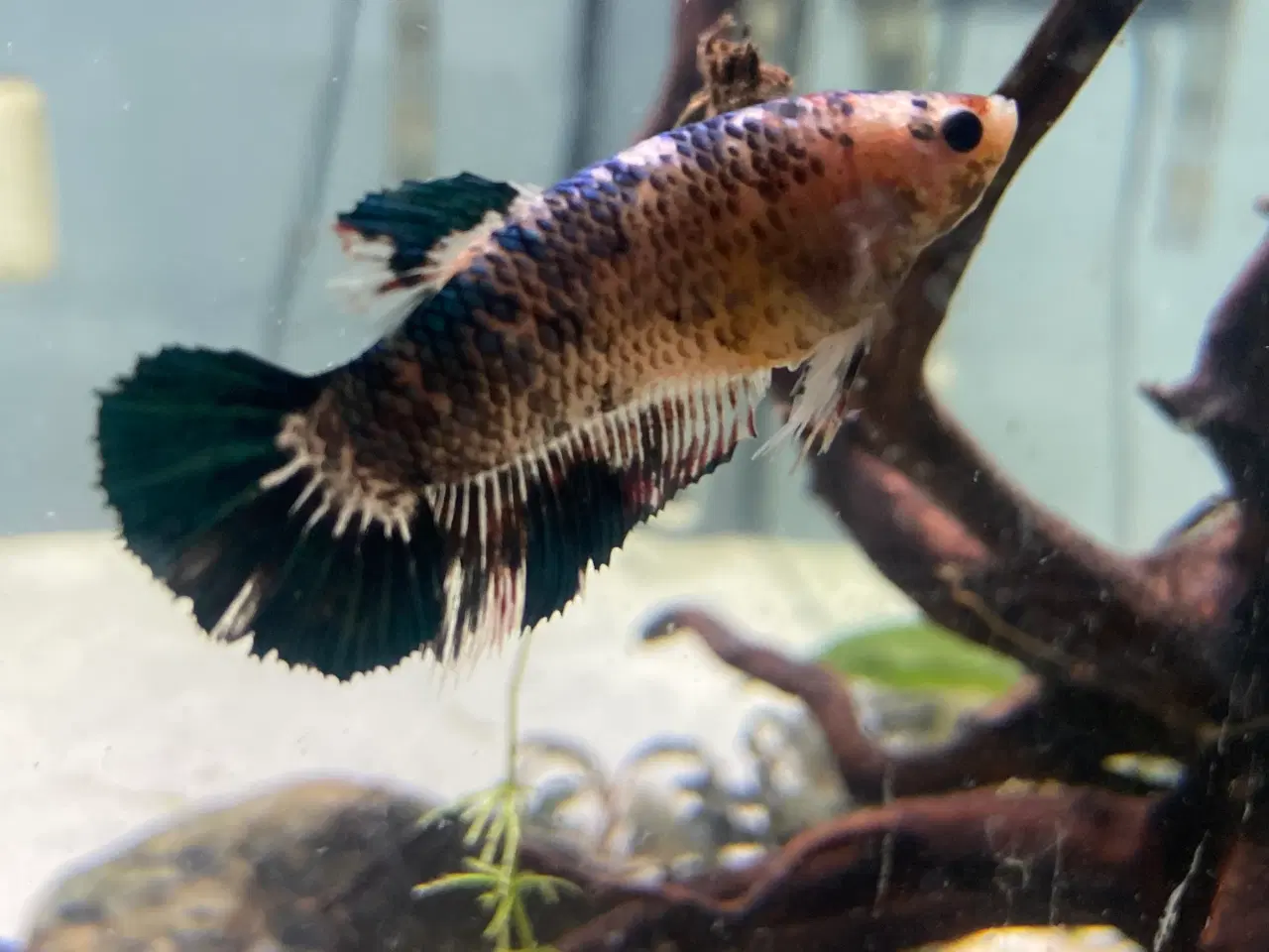 Billede 3 - Kampfisk hun