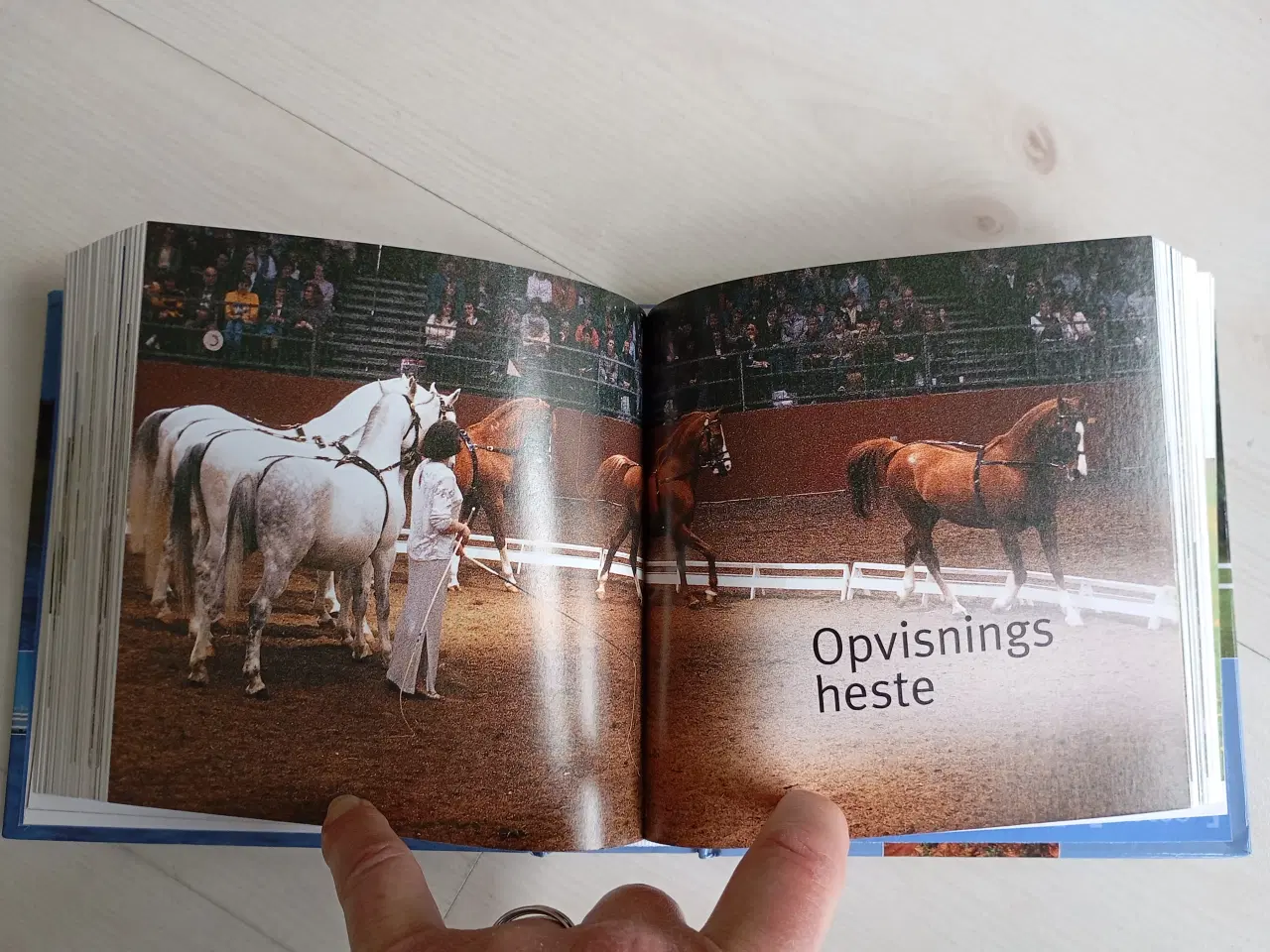 Billede 5 - Heste 1001 Fotos