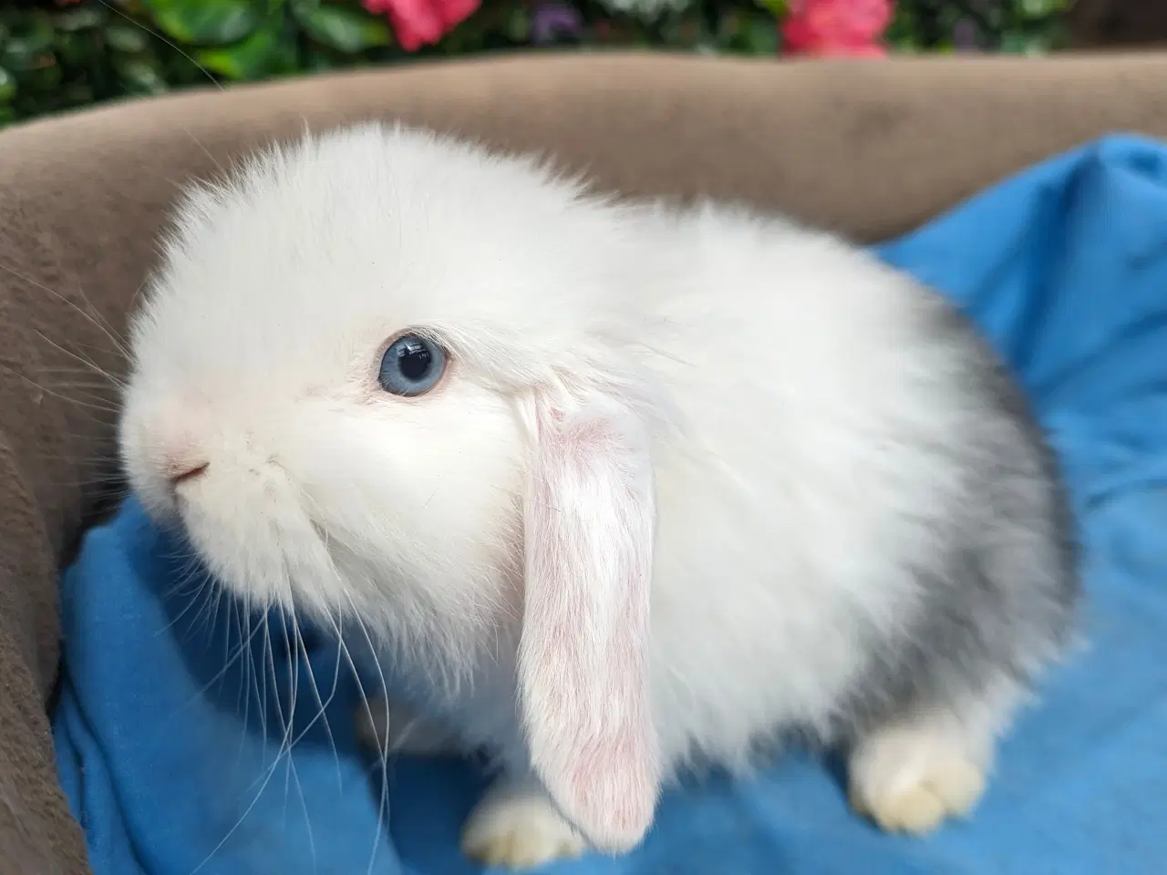 Billede 4 - Minilop kaninunge sælges 