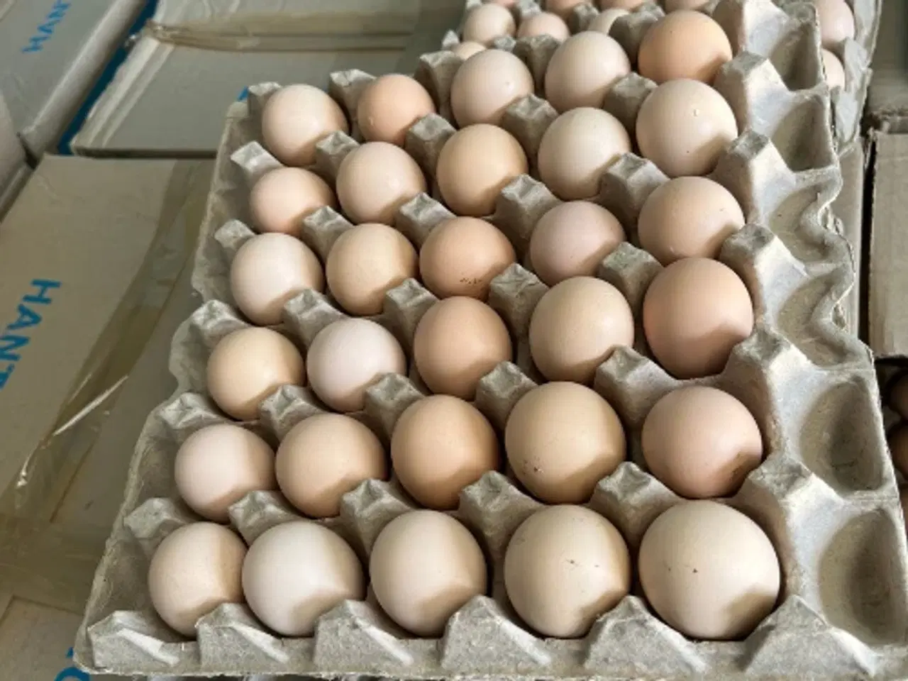 Billede 1 - eieren te koop