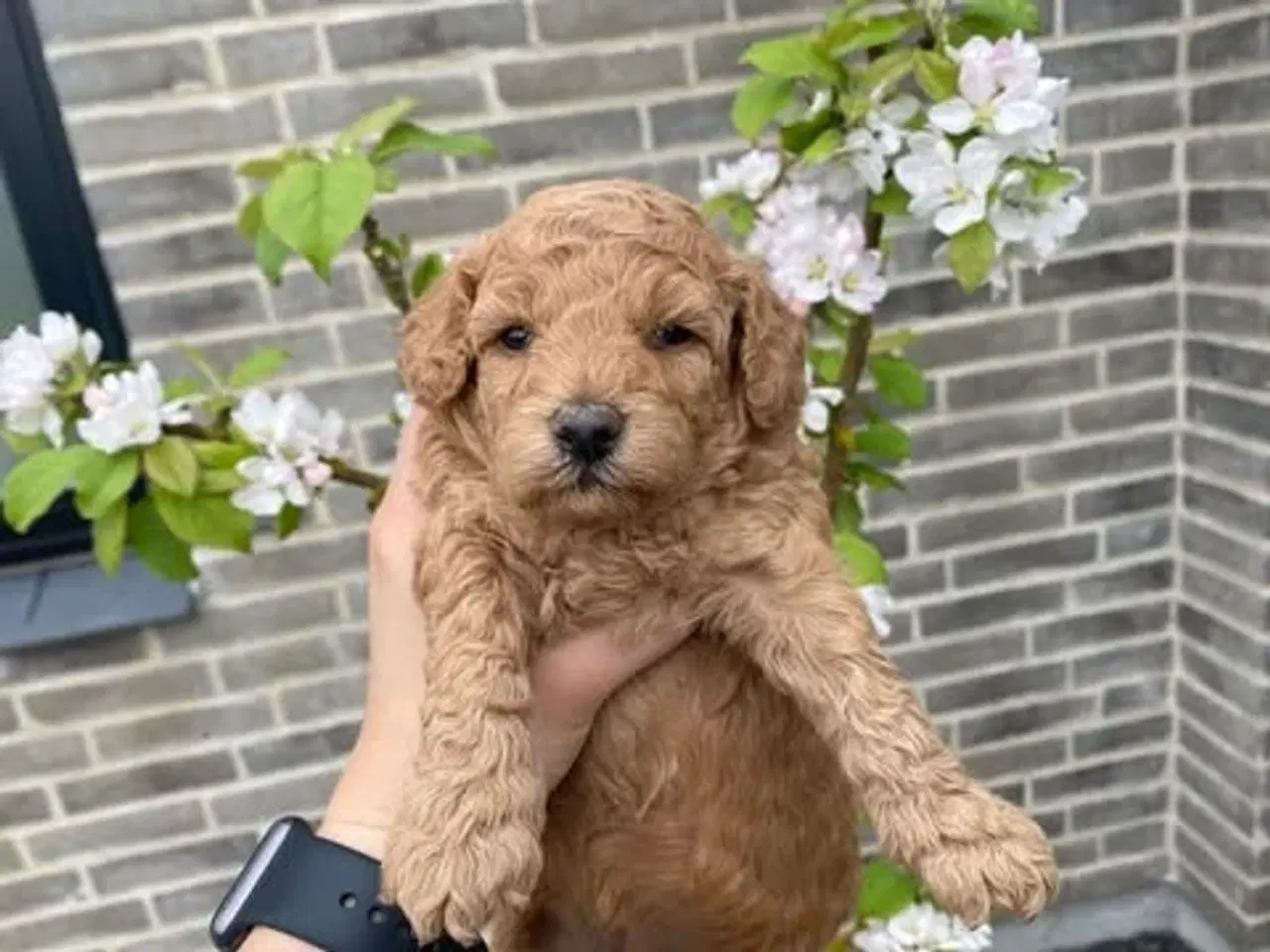 Billede 5 -  Smukke Goldendoodle mellem doodle hvalpe