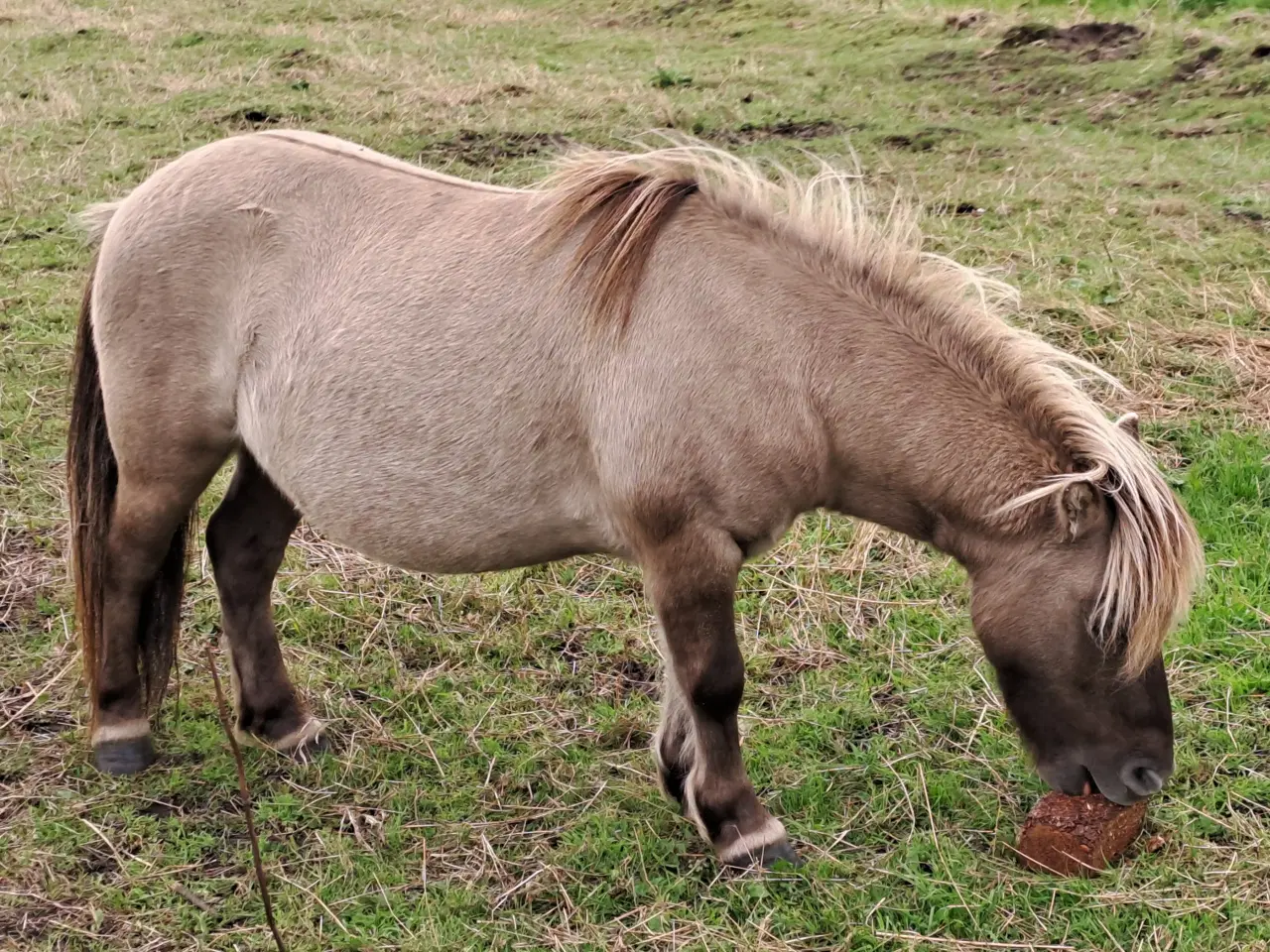 Billede 2 - Shetlandspony Vallak.