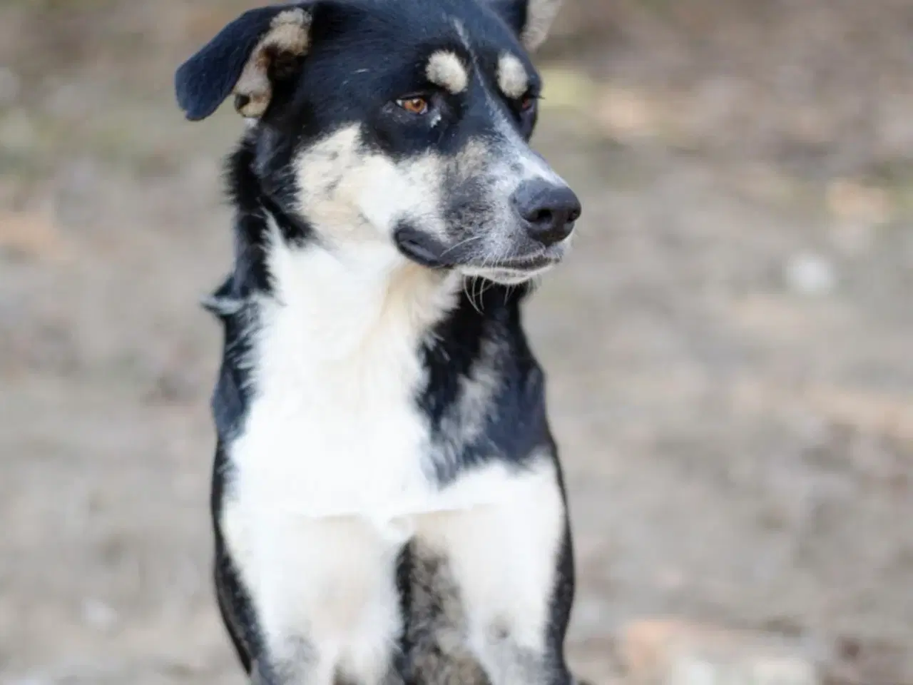 Billede 14 - Sødeste Sunny søger familie 