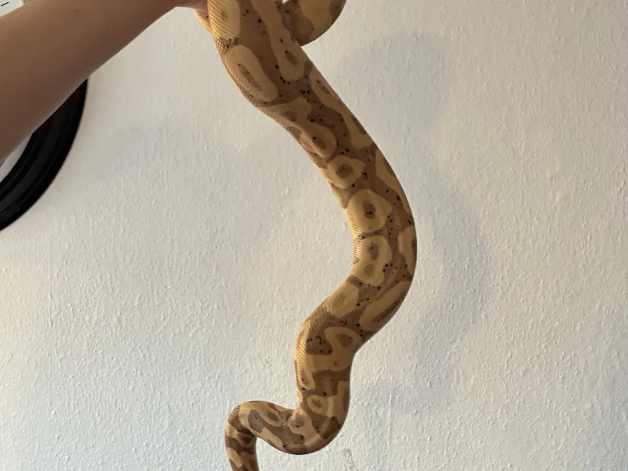Billede 4 - Kongepyton Banana leopard 100% het clown