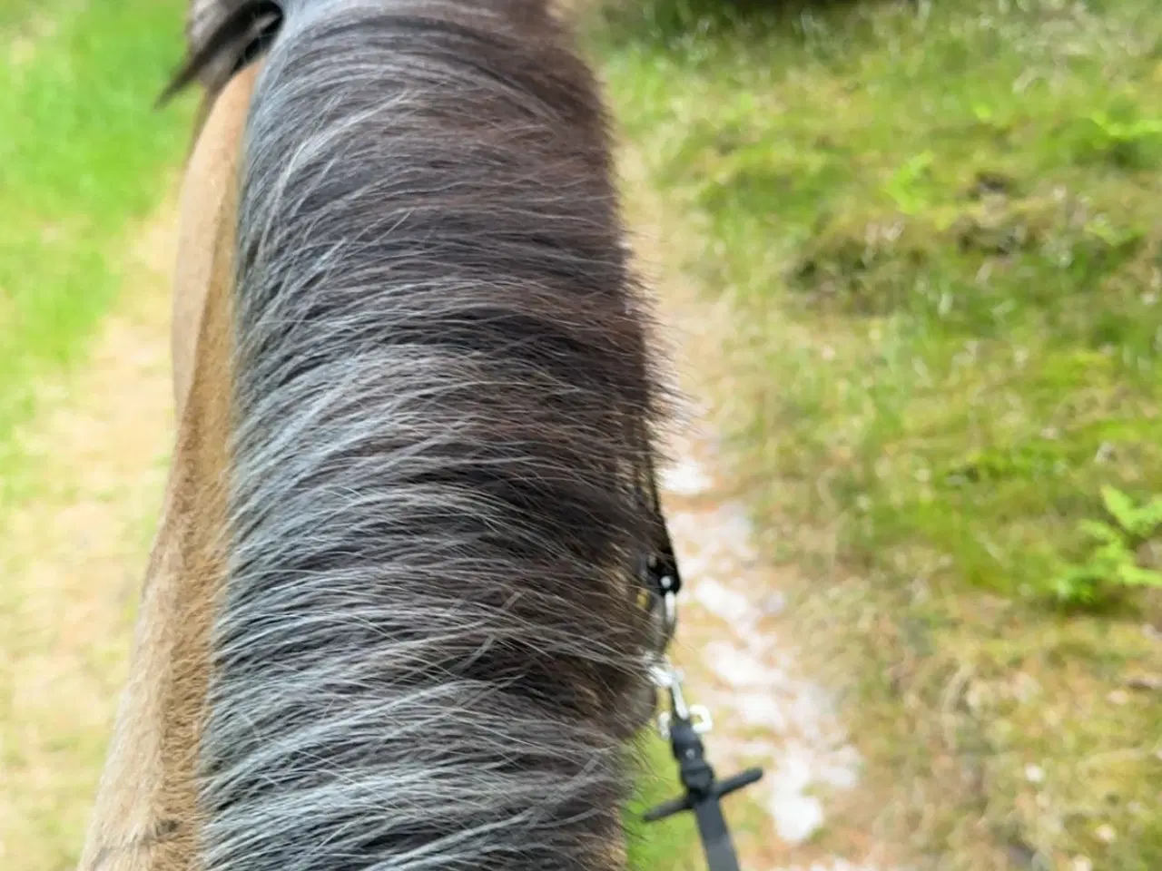 Billede 10 - Dine nye bedste ven