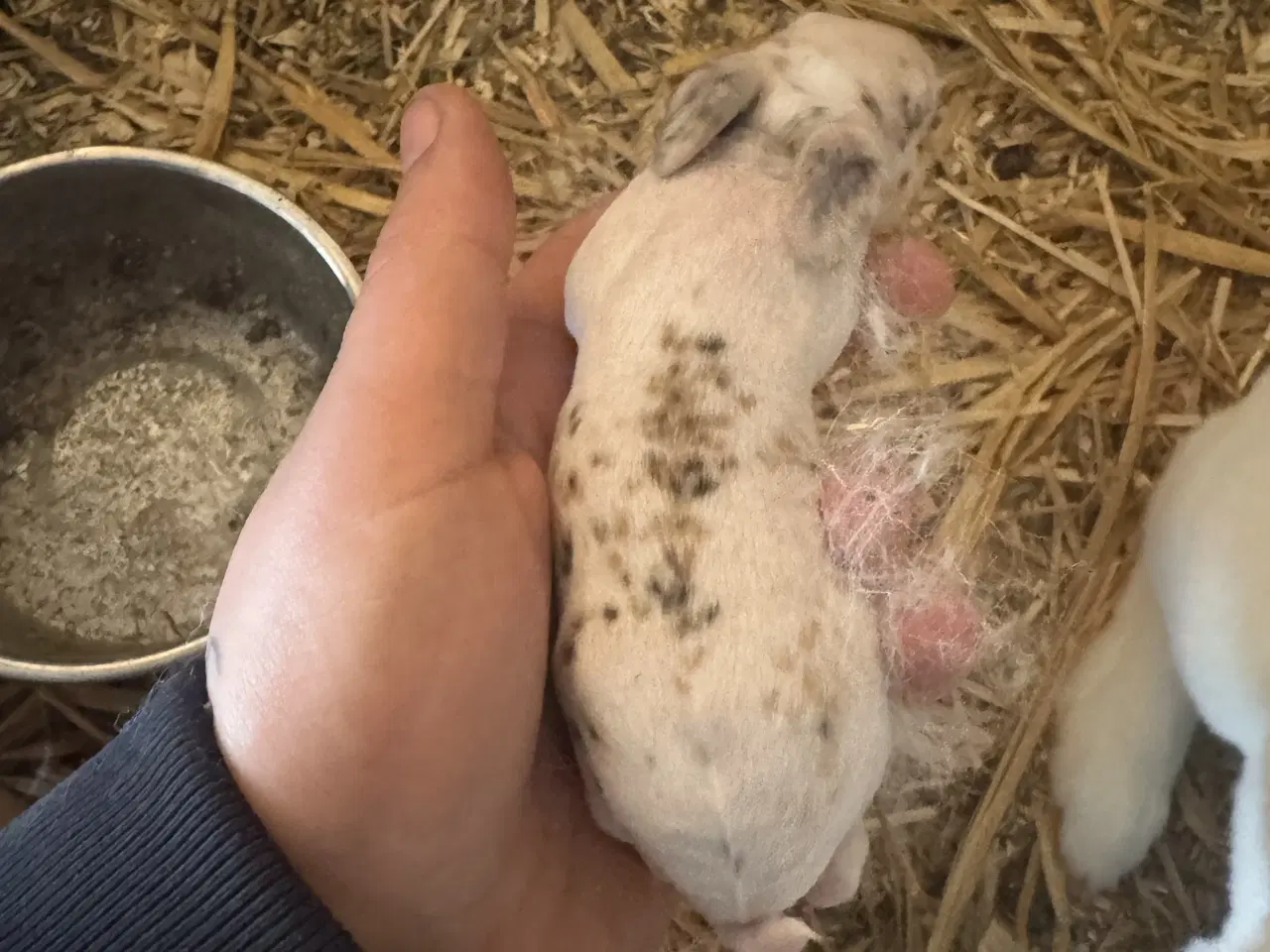 Billede 2 - Rex kanin unger 