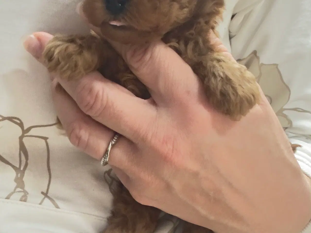 Billede 2 - Teacup/Toy puddelhan