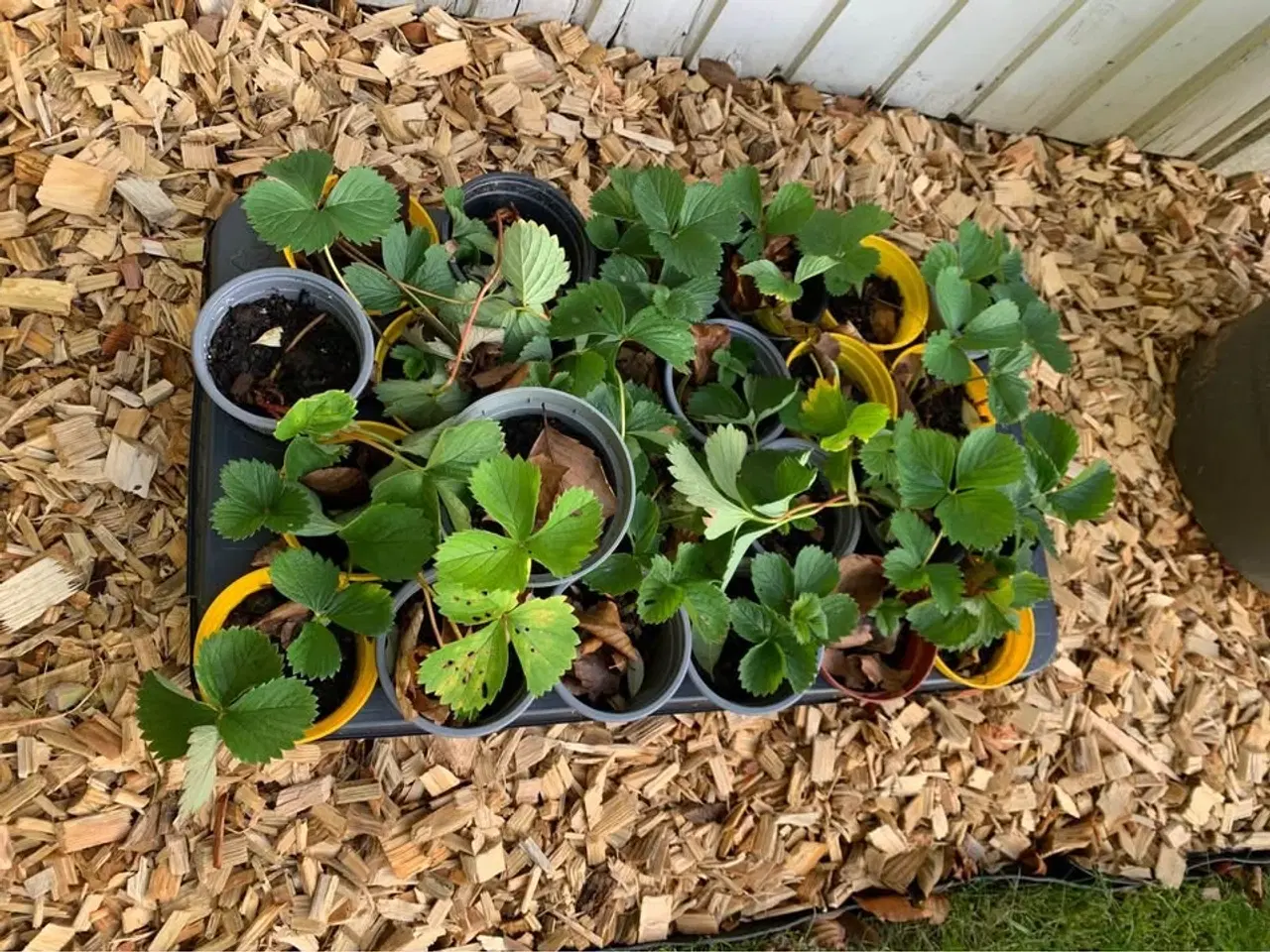 Billede 1 - Jordbærstiklinger