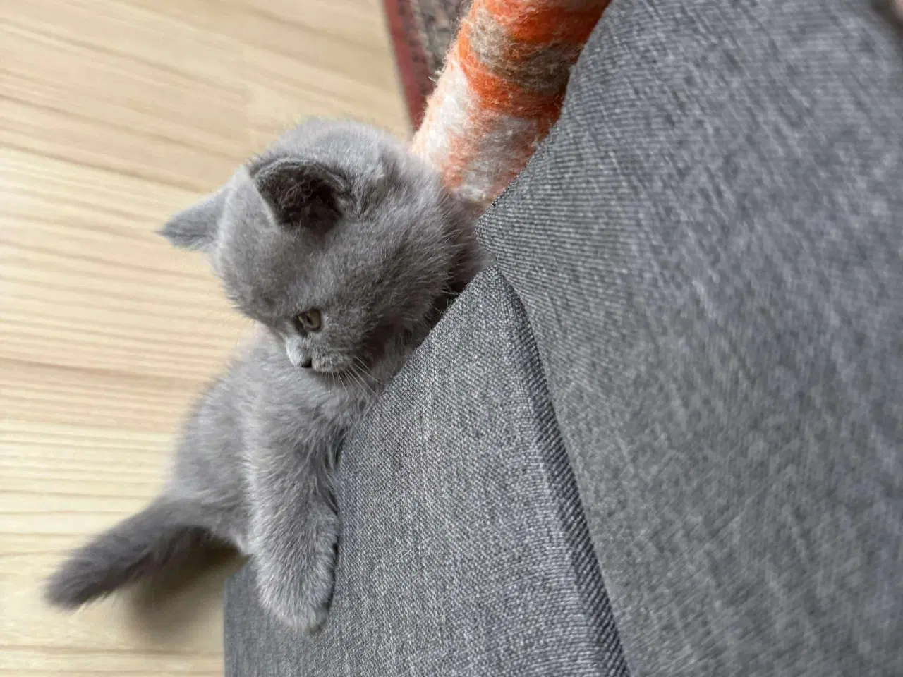 Billede 5 - 2 boy and 1 beautiful baby girl British shorthair