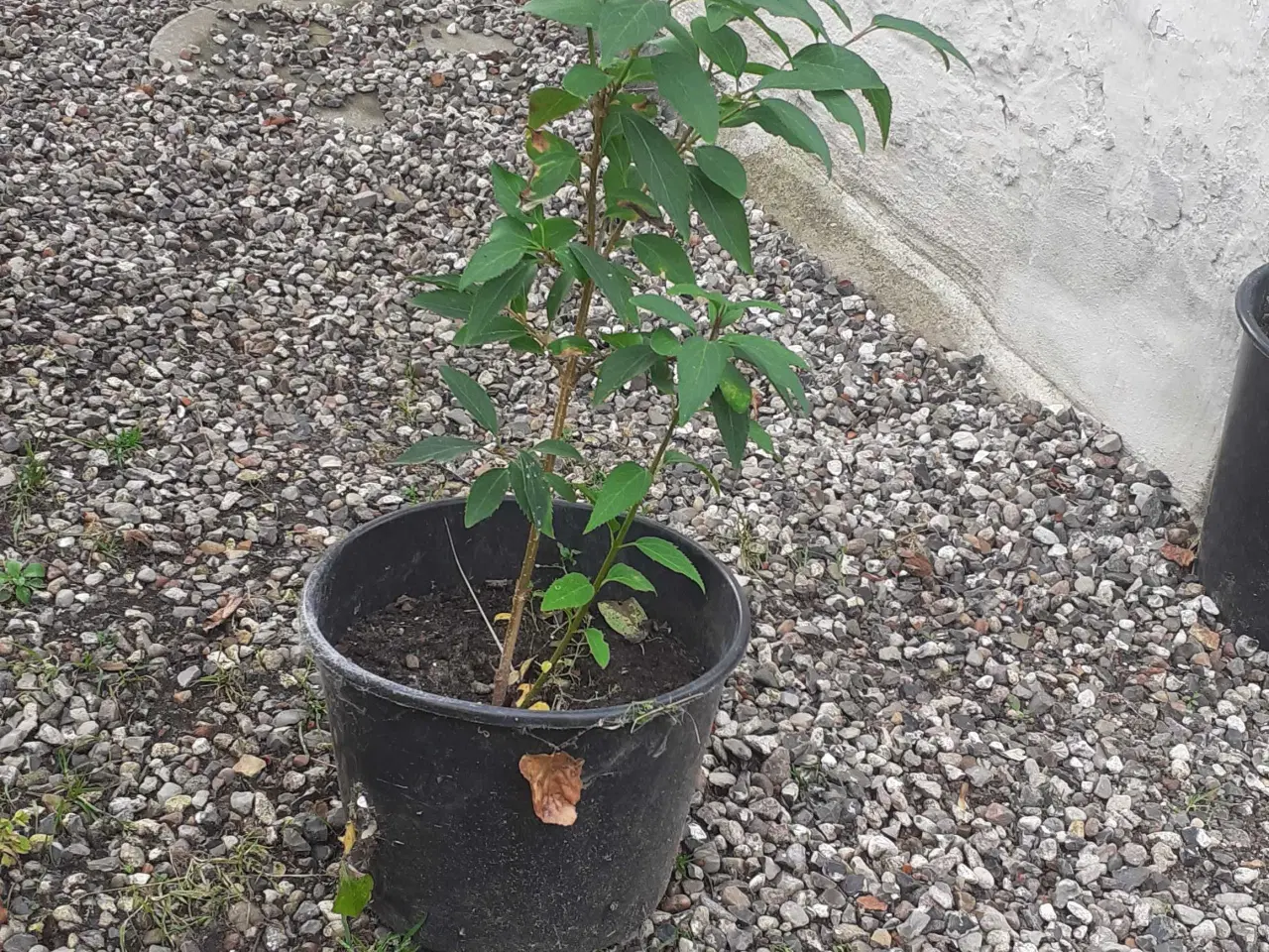Billede 1 - Forsydia busk