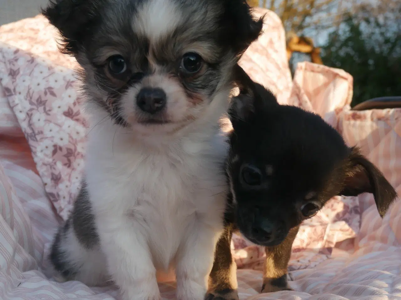 Billede 8 - Små, Superskønne pomchi hvalpe sælges