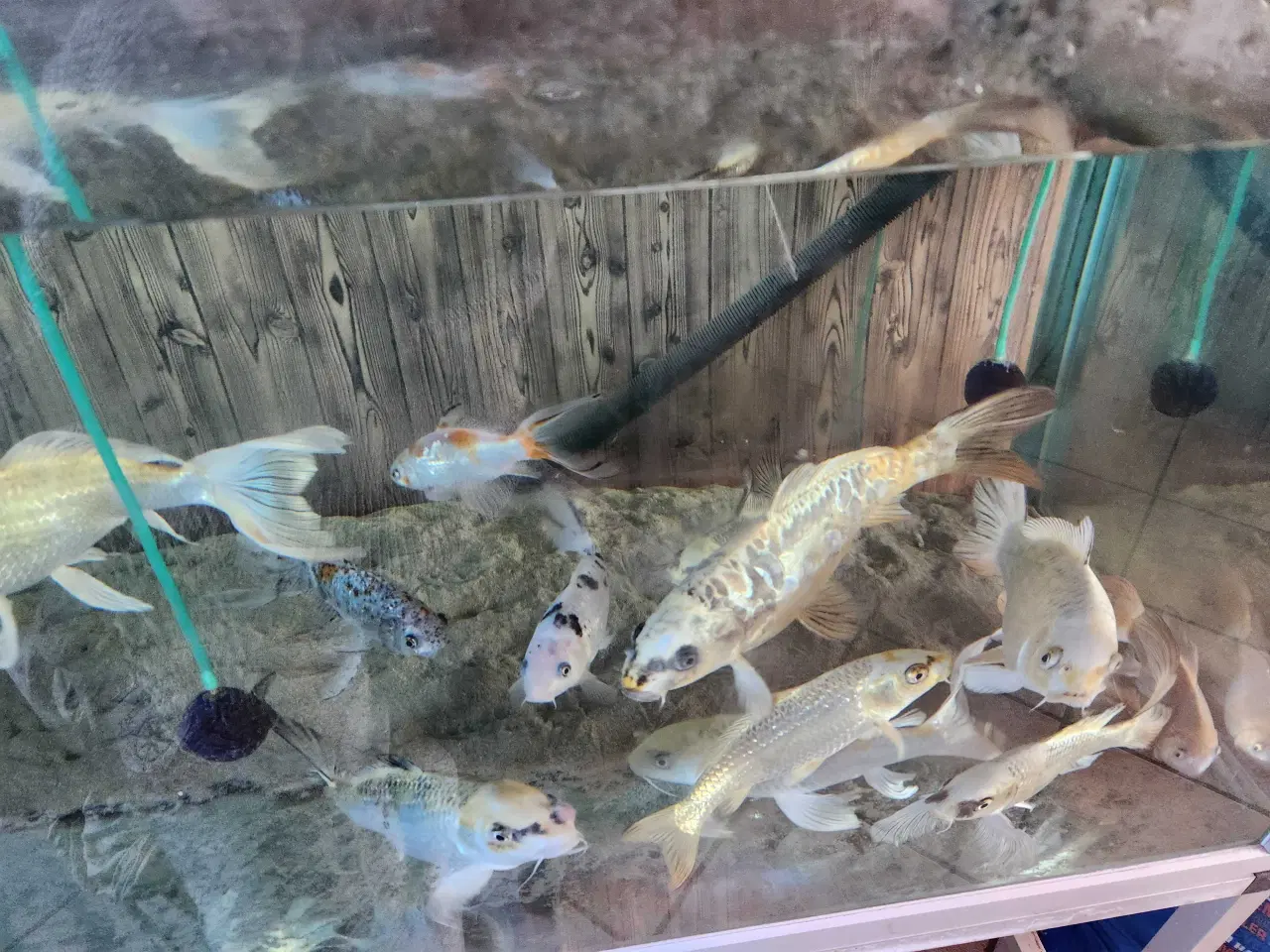 Billede 8 - Koi Koier  Karper  Boddy  Flies  Slør Haler.  M.m 