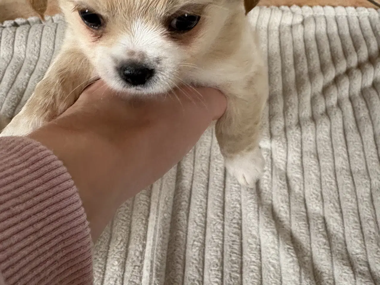 Billede 10 - hunde valpe