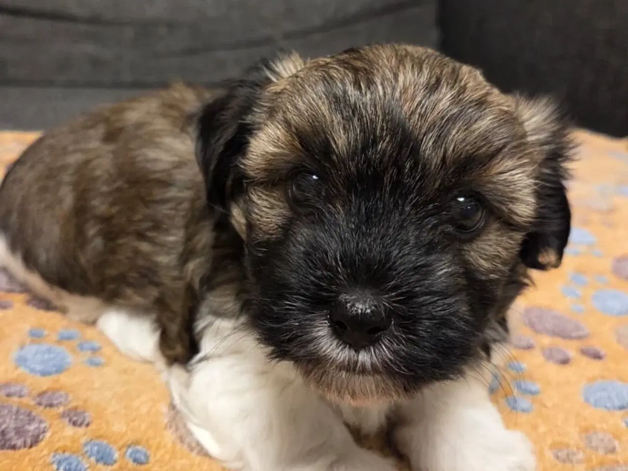 Billede 4 - Søde Maltipoo hvalpe søger nye hjem