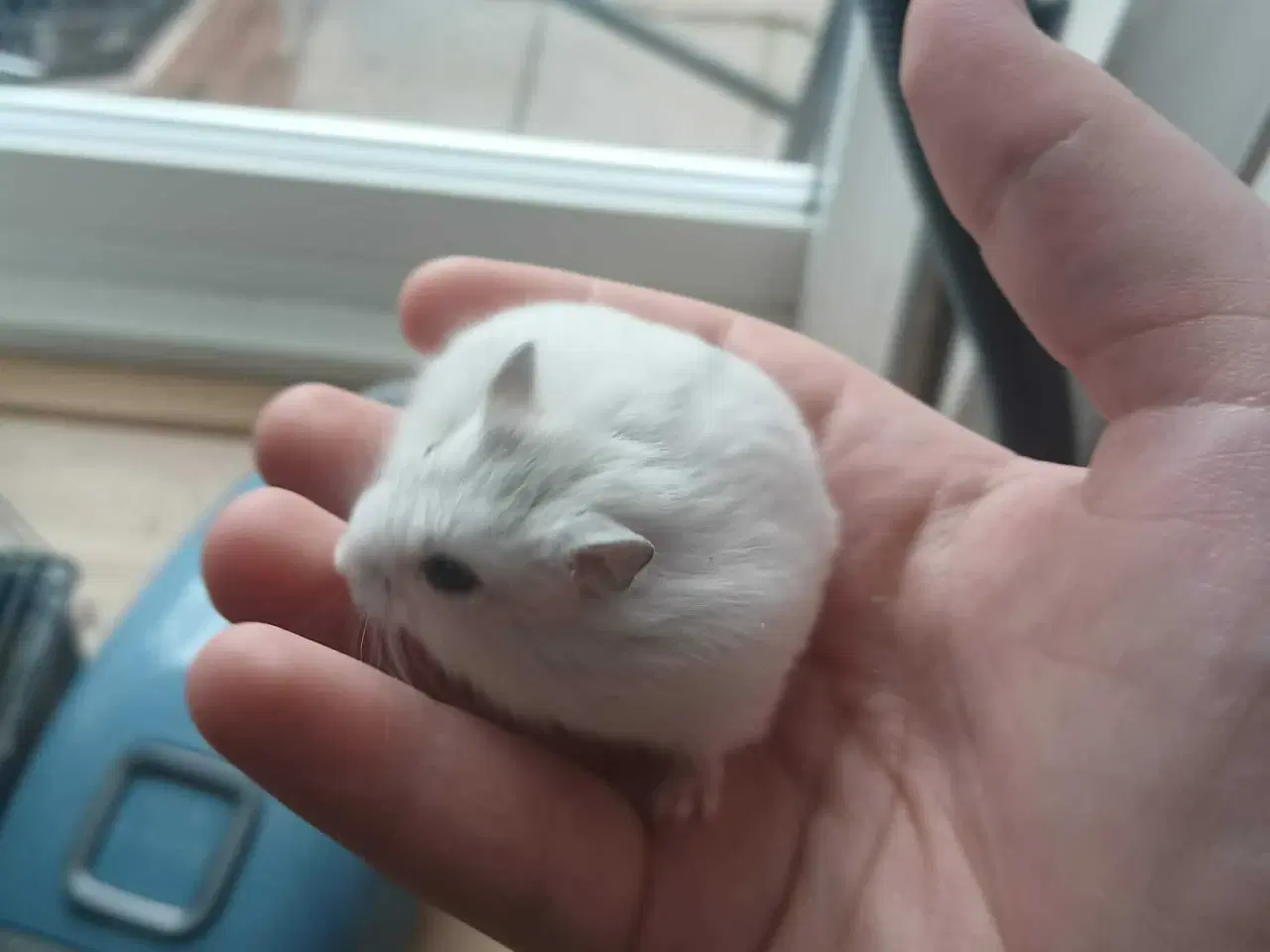 Billede 4 - Dværghamster 