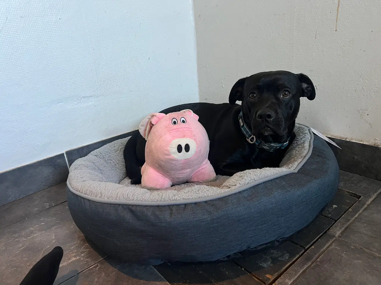 Billede 4 - Balter - labrador/fransk bulldog