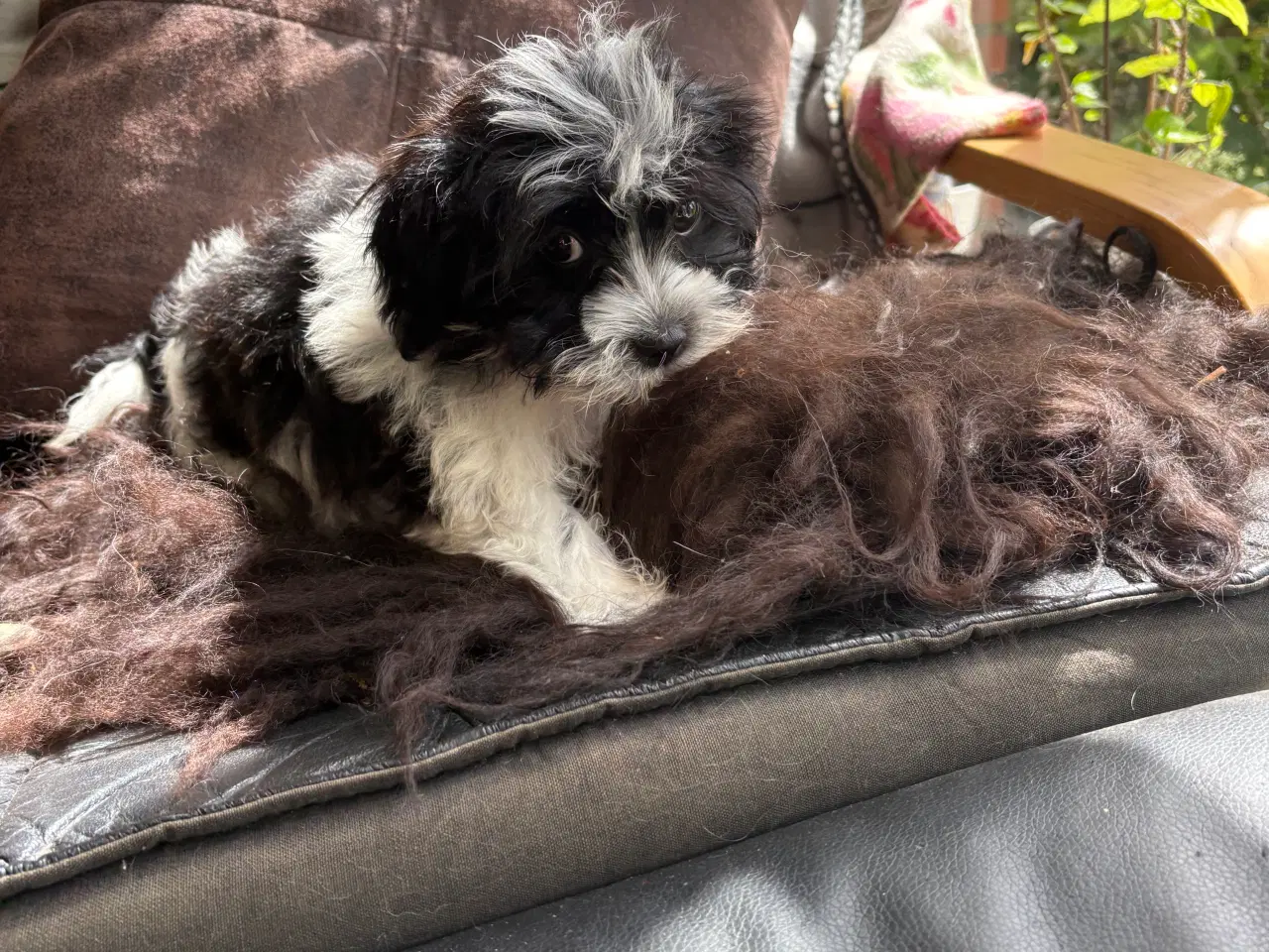 Billede 6 - Allergivenlig -mini/ micro Yorkie mix