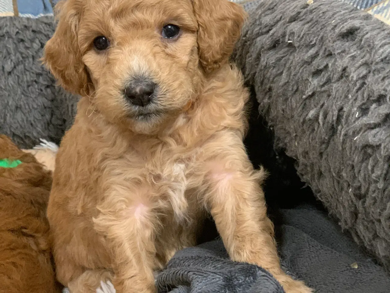 Billede 19 - Mini Golden Doodle babyer 