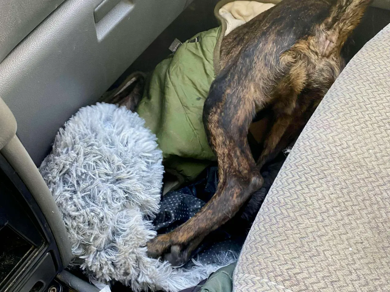 Billede 4 - Dejlige og sjove Rollo søger sin 4-ever familie🏡