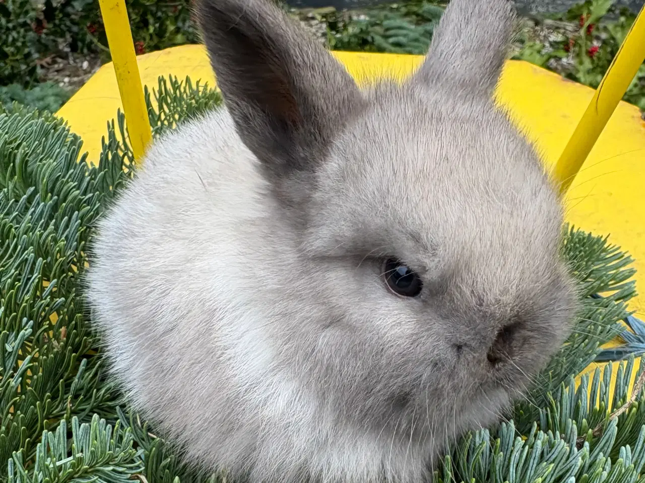 Billede 1 -  Skønne Minilops 