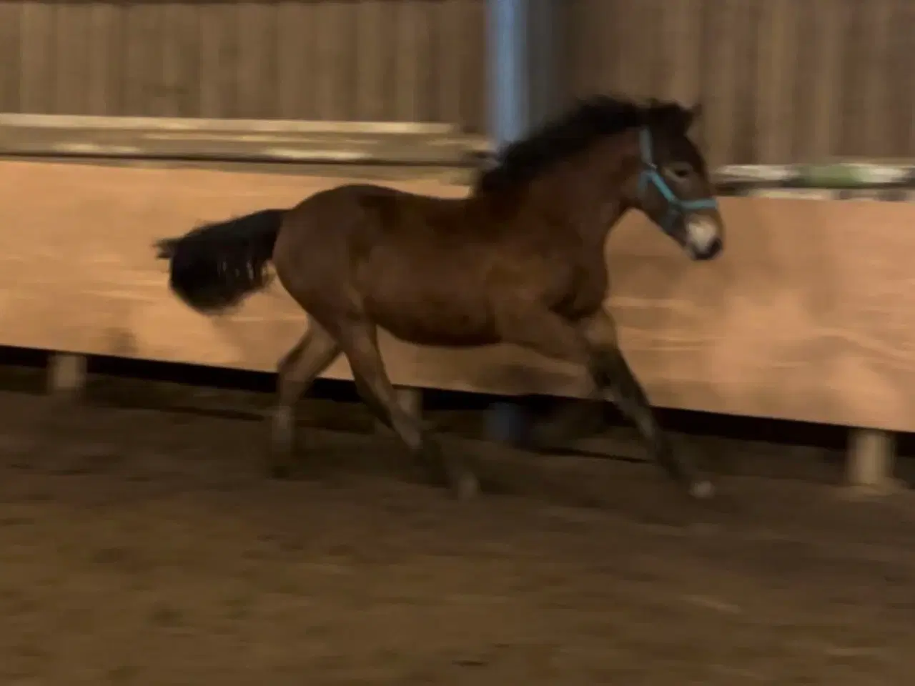 Billede 1 - Smuk hoppeplag