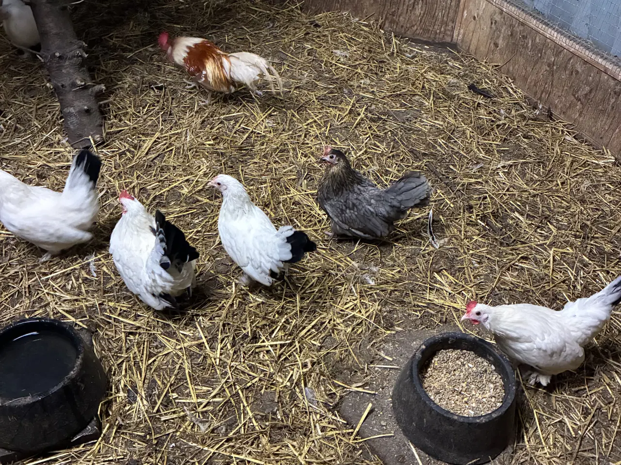 Billede 2 - Dværghøns flotte havehøns