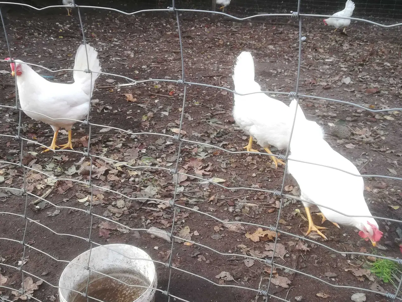 Billede 1 - Rigtig god ægge lægger hvide Italiener