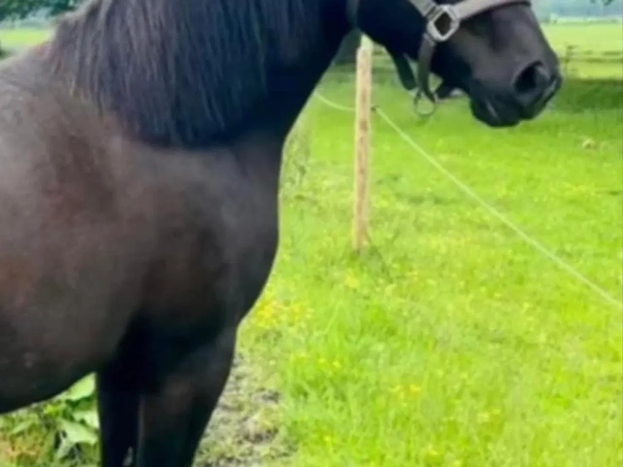 Billede 3 - Welch Pony Sælges