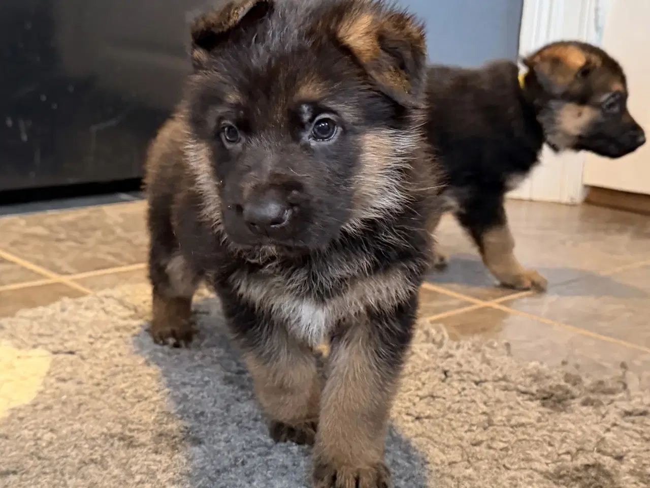 Billede 8 - Schæferhvalpe med stamtavle