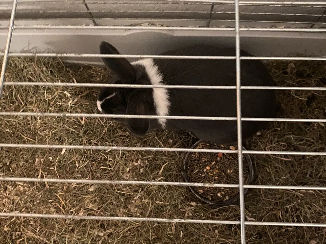 Billede 2 - Kanin til salg 
