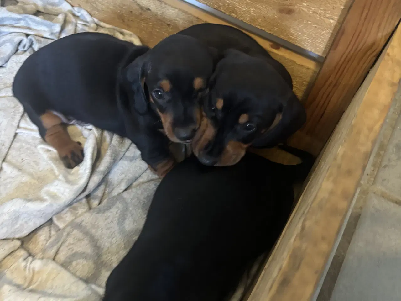 Billede 4 - Gravhund til salg