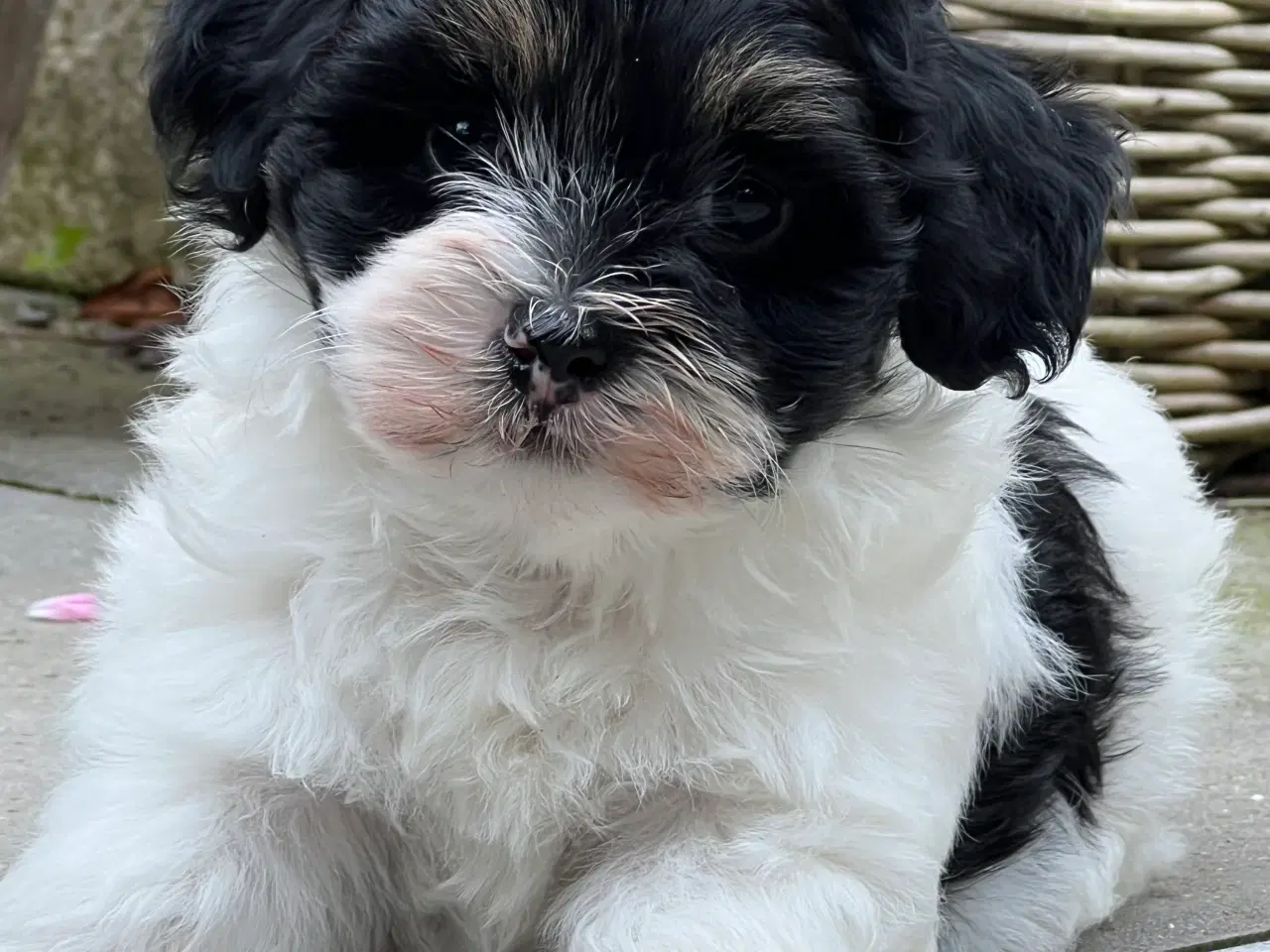 Billede 8 - 🌸Skønne Bichon Havanais 🌸
