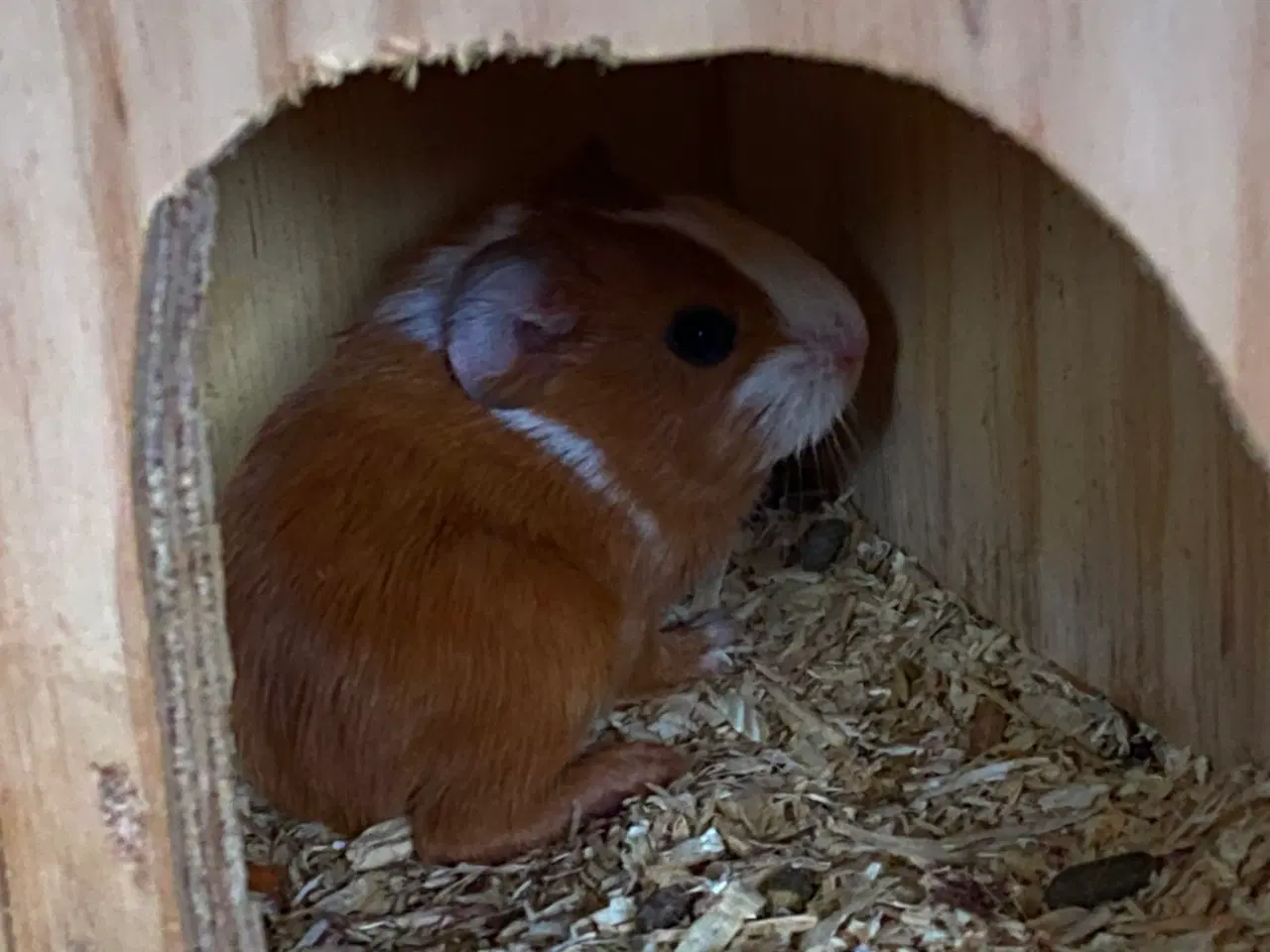 Billede 5 - Marvinunge klar til nyt hjem