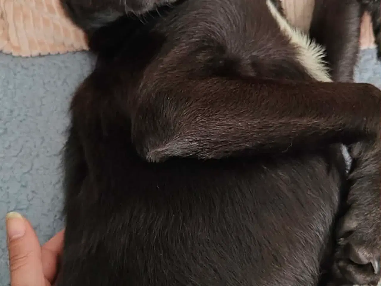 Billede 8 - Skønne Atlas søger egen familie 💙