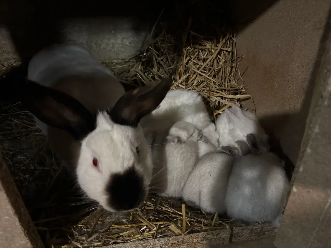 Billede 1 - California Withe kanin unger