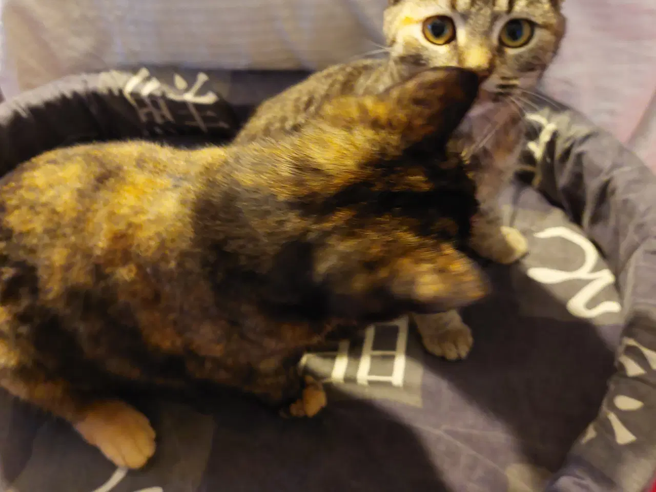 Billede 11 - Seng til Katte /Hunde