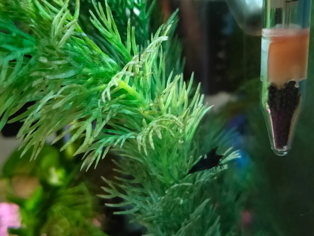 Billede 6 - Lille akvarium 