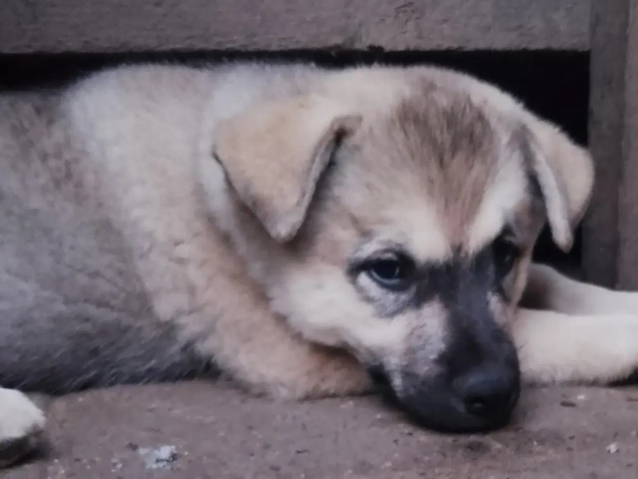 Billede 10 - Husky blandinger 