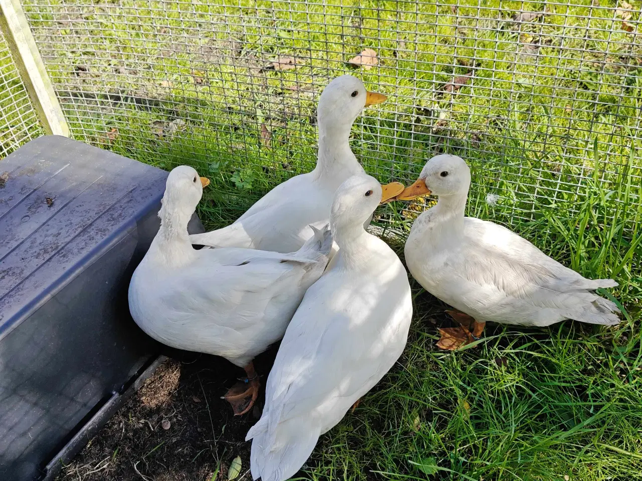Billede 3 - Hvis mignon 