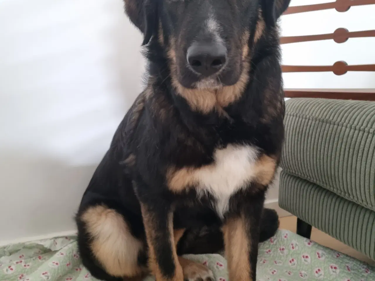 Billede 6 - Basse søger 4ever familie💙