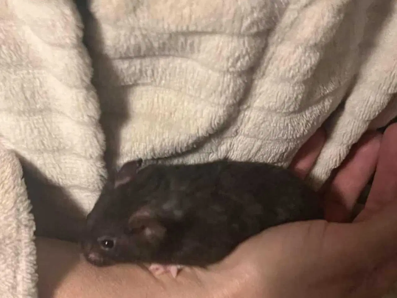 Billede 5 - Guldhamster unger