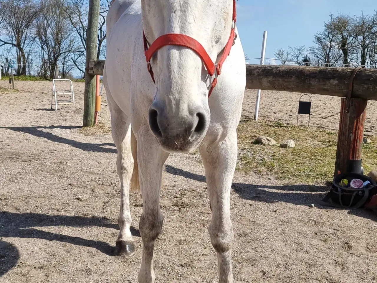 Billede 9 - 🐴 Smuk og alsidig vallak – Ronaldo søger sit sids