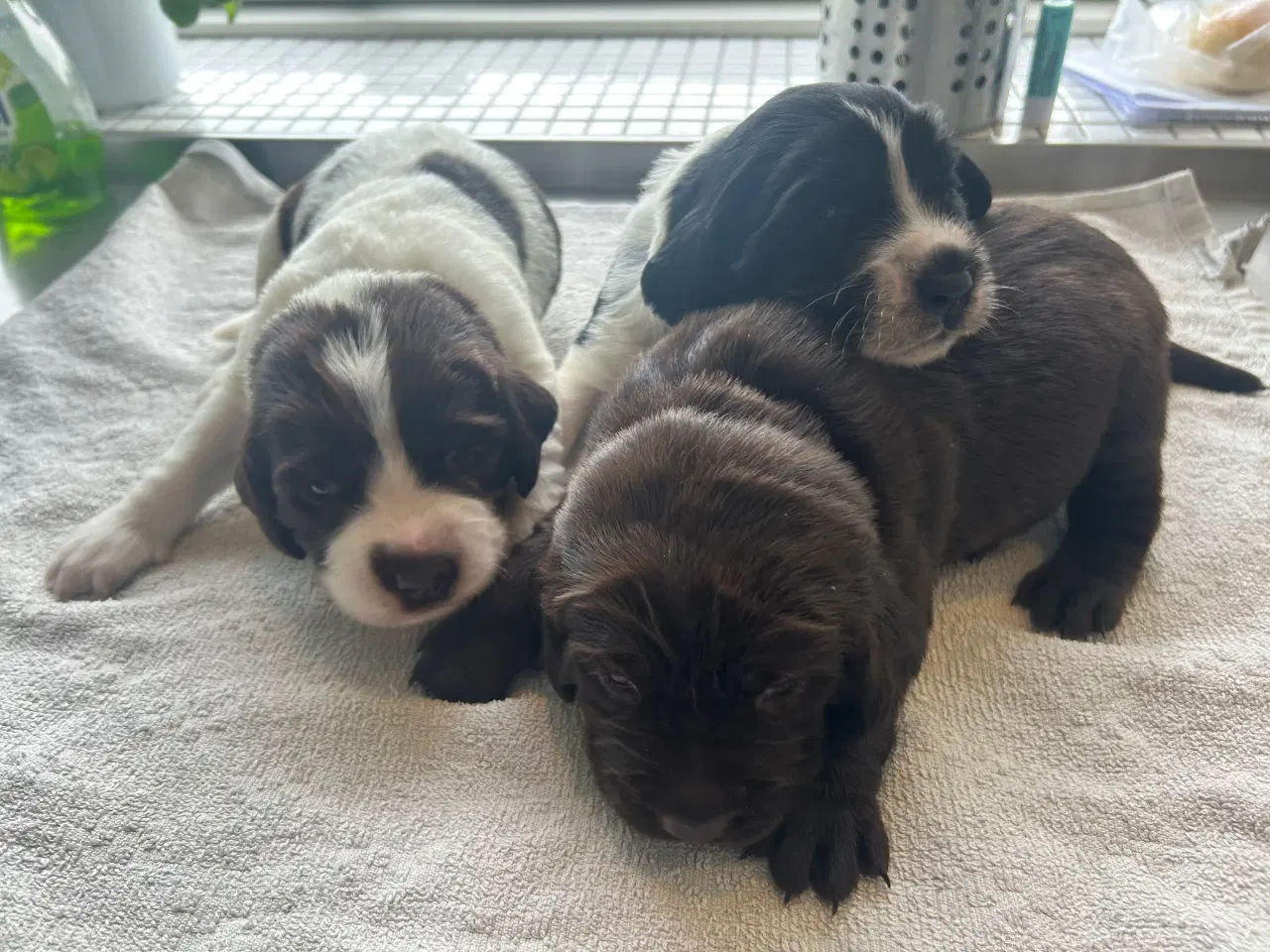 Billede 4 - Hundehvalp springador 
