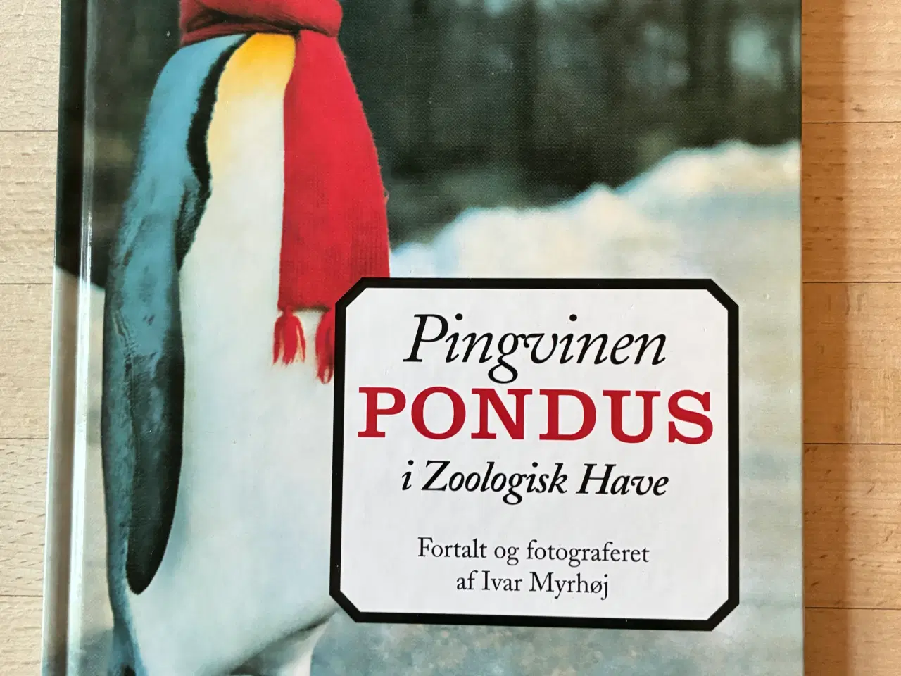 Billede 1 - Pingvinen Pondus i Zoologisk Have, Ivar Myrhøj