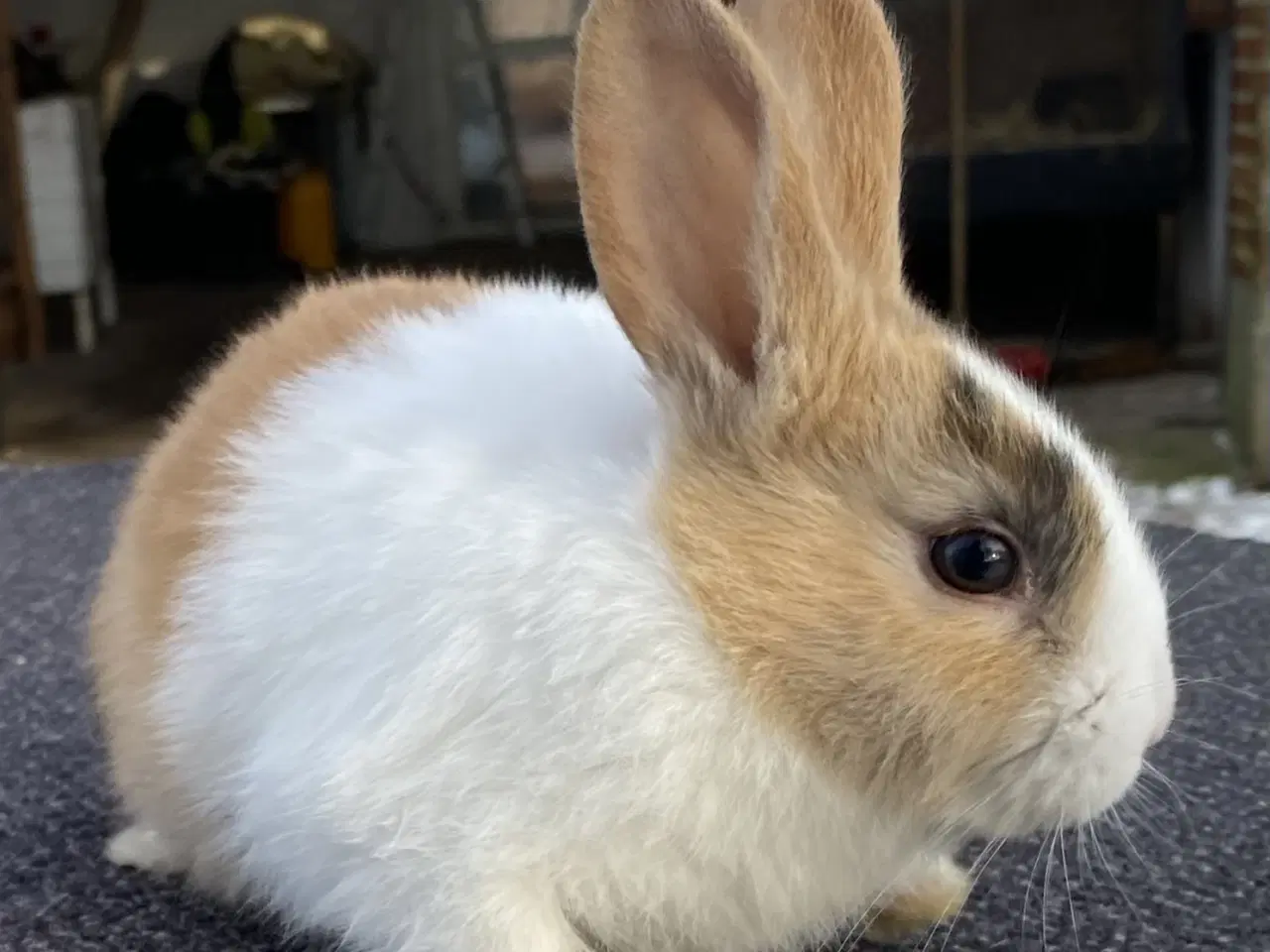 Billede 1 - HOLLÆNDER HAN JAPANER SORT/GUL