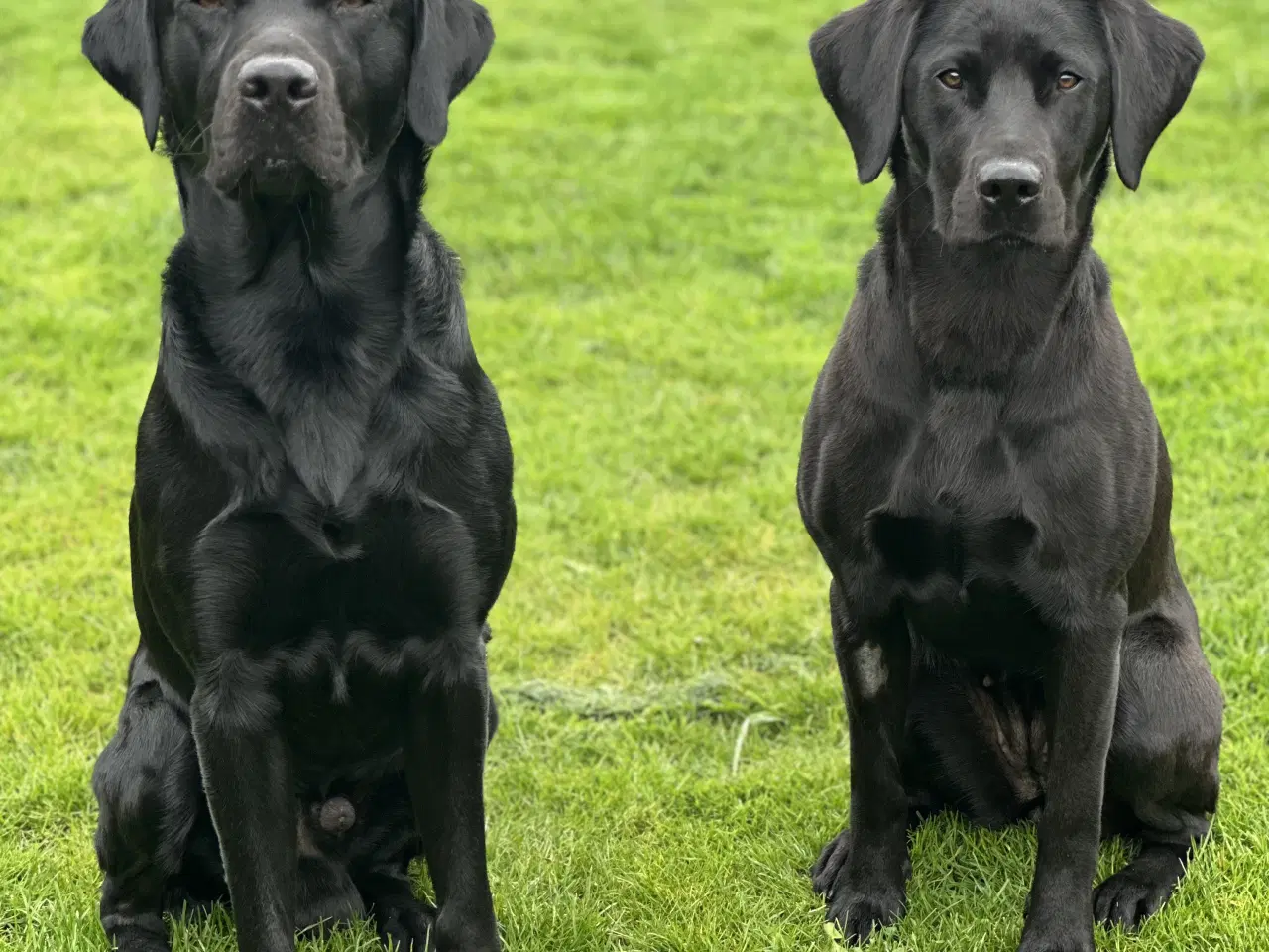 Billede 1 - Labrador Formel 1